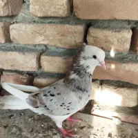 کبوتر سرور|پرنده|گمیشان, |دیوار