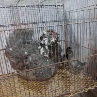 مرغ گلین لری اصیل طوسی با جوجه