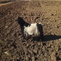 بزگوشتی|حیوانات مزرعه|ماهیدشت, |دیوار