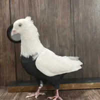 کبوتر پیدا کردم