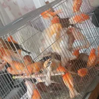 قناری سرخ رد فاکتور و مزایکی اورجینال خاص|پرنده|خمینیشهر, |دیوار