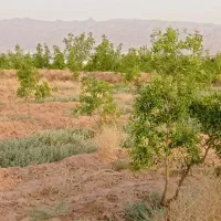 فردش آب و زمین کشاورزی چاه موسوی اول