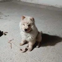 سگ چاوچاو|سگ|مشکین‌دشت, |دیوار