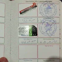 سگ شیتزو کراس|سگ|تهران, مخصوص|دیوار