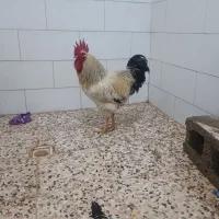 خروس|حیوانات مزرعه|اهواز, دغاغله|دیوار