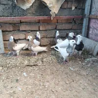 کفتر کبوتر جوجه طوقی
