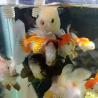 گلدفیش نژادداردرشت|ماهی|شادگان, |دیوار