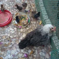 مرغ محلی جوجه دار