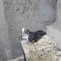 کفتر ماده|پرنده|قم, مسکن مهر|دیوار