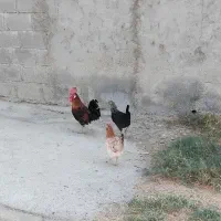 فروش مرغ و خروس محلی