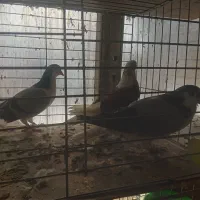 دمگیروتهرونی