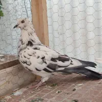کبوتر تهرونی دم سیاه