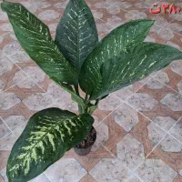 گل آپارتمانی