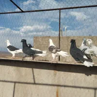 10پرشی همه چی داره