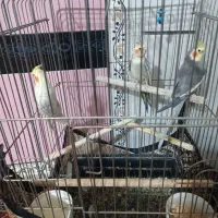 عروس هلندی|پرنده|نسیمشهر, |دیوار