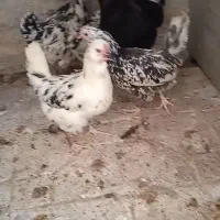 مرغغ خروس گ