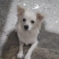 سگ اشپیز روباهی ۸ماهه