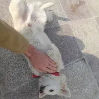 توله اشپیتز پیکینیز|سگ|گرگان, |دیوار