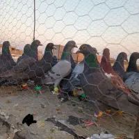 کف زربه|پرنده|سبزوار, عارف|دیوار