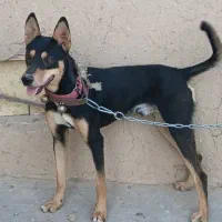 سگ گرگی گمشده|حیوانات|تایباد, |دیوار