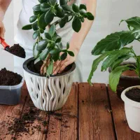 تعویض خاک گلدان