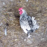 دو عدد خروس سیبرایت سیلور بالغ