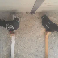 کبوتر دوعدد سینه