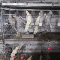 عروس هلندی فنچ سره مرغ عشق قناری کفتر