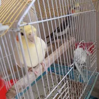 یه جفت عروس|پرنده|سمنان, |دیوار