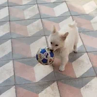 سگ نژاد پامرین