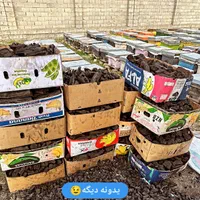 ذغال کبابی و قلیان (انگور) برند ذغال اعلا|عمده‌فروشی|گنبد کاووس, |دیوار