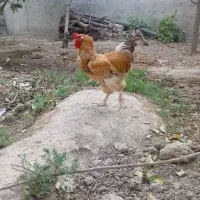 خروس محلی و برهما