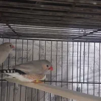 جوجه|پرنده|اهواز, کوی آغاجاری|دیوار