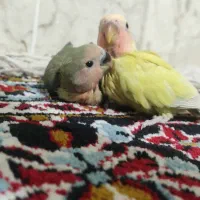 جوجه طوطی برزیلی
