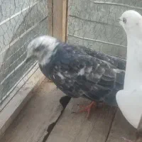 کبوتر|پرنده|بیستون, |دیوار