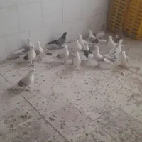 کبوتر های صاف رنگی ناب|پرنده|ابهر, |دیوار