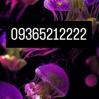 فروش 09365212222
