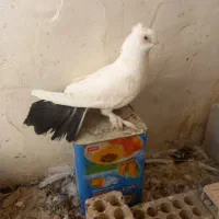 بمبویی نر دمچتری نردوتا کرمانی سرخ جفت نر ماده|پرنده|بندر ماهشهر, |دیوار