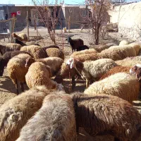 شیشک یامیش جوان ابستن|حیوانات مزرعه|باوله, |دیوار