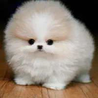 توله پامر فقط امروز با تخفیف|سگ|قوچان, |دیوار