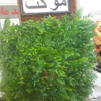 چمن گرینوال موکت|مصالح و تجهیزات ساختمان|پردیس, فاز ۱|دیوار
