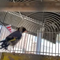 سهره چهارگل و سهره خاکی|پرنده|مشهد, پورسینا|دیوار