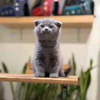 گربه اسکاتیش طوسی زیبا