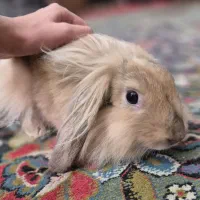 خرگوش لوپ اصیل|موش و خرگوش|دزفول, |دیوار