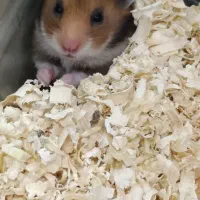 همستر نر فول دستی و رام