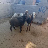 فوری|حیوانات مزرعه|چگنی, |دیوار