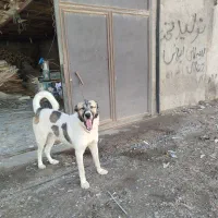 سگ عراقی 15ماهه