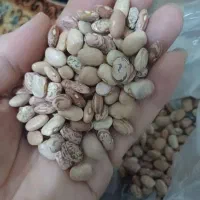 لوبیا چشم بلبلی کیلو ۱۹۵.   قرمز ۲۷۰.   چیتی ۲۷۰|عمده‌فروشی|یاسوج, |دیوار