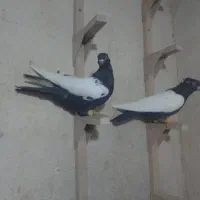 کفتر