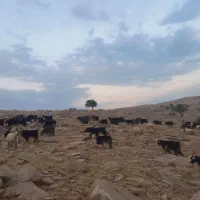 بز فروشی